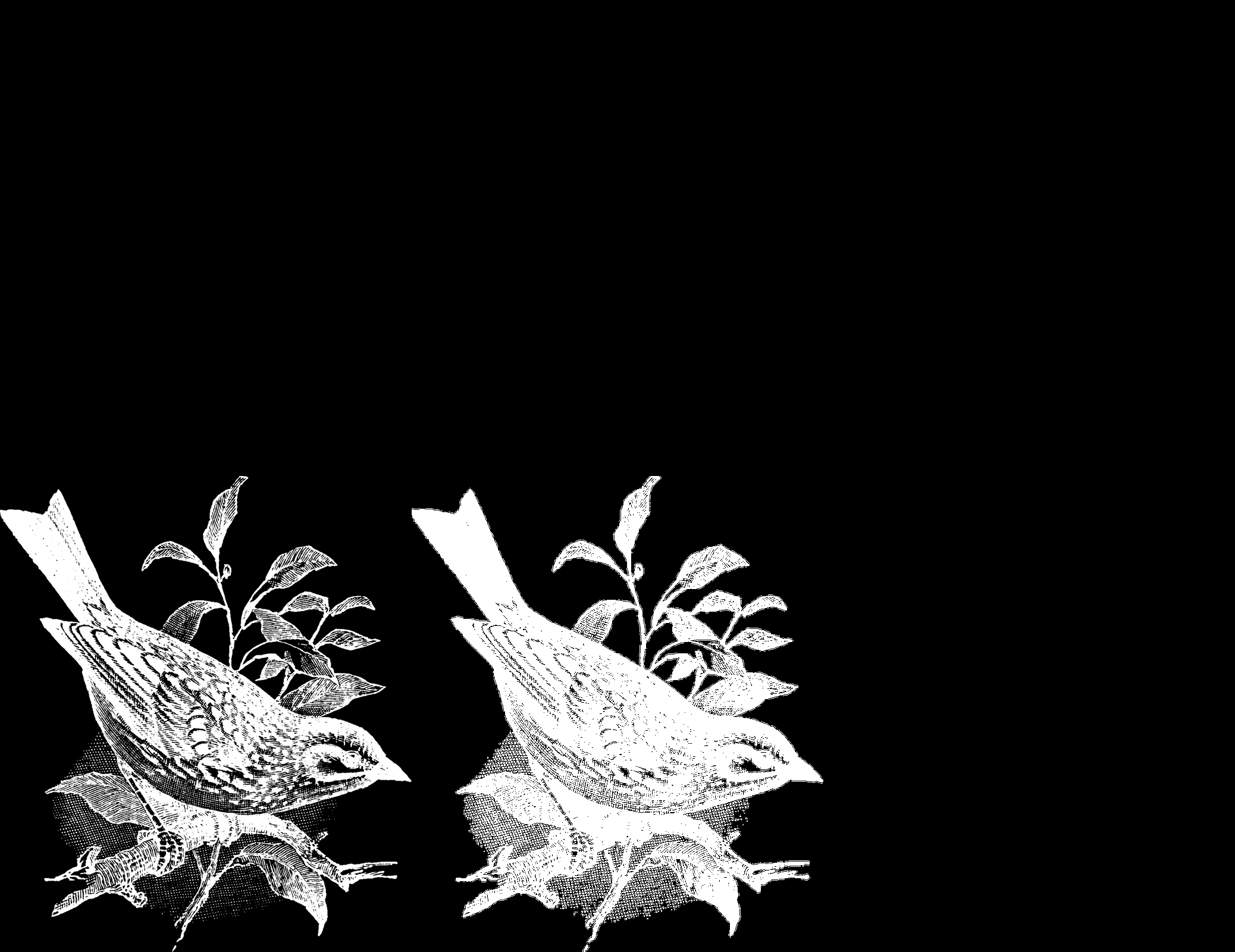 Aves, motivo gráfico de la edición 2025